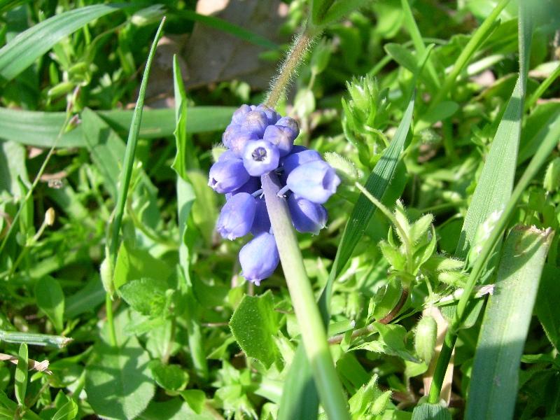 Muscari botryoides